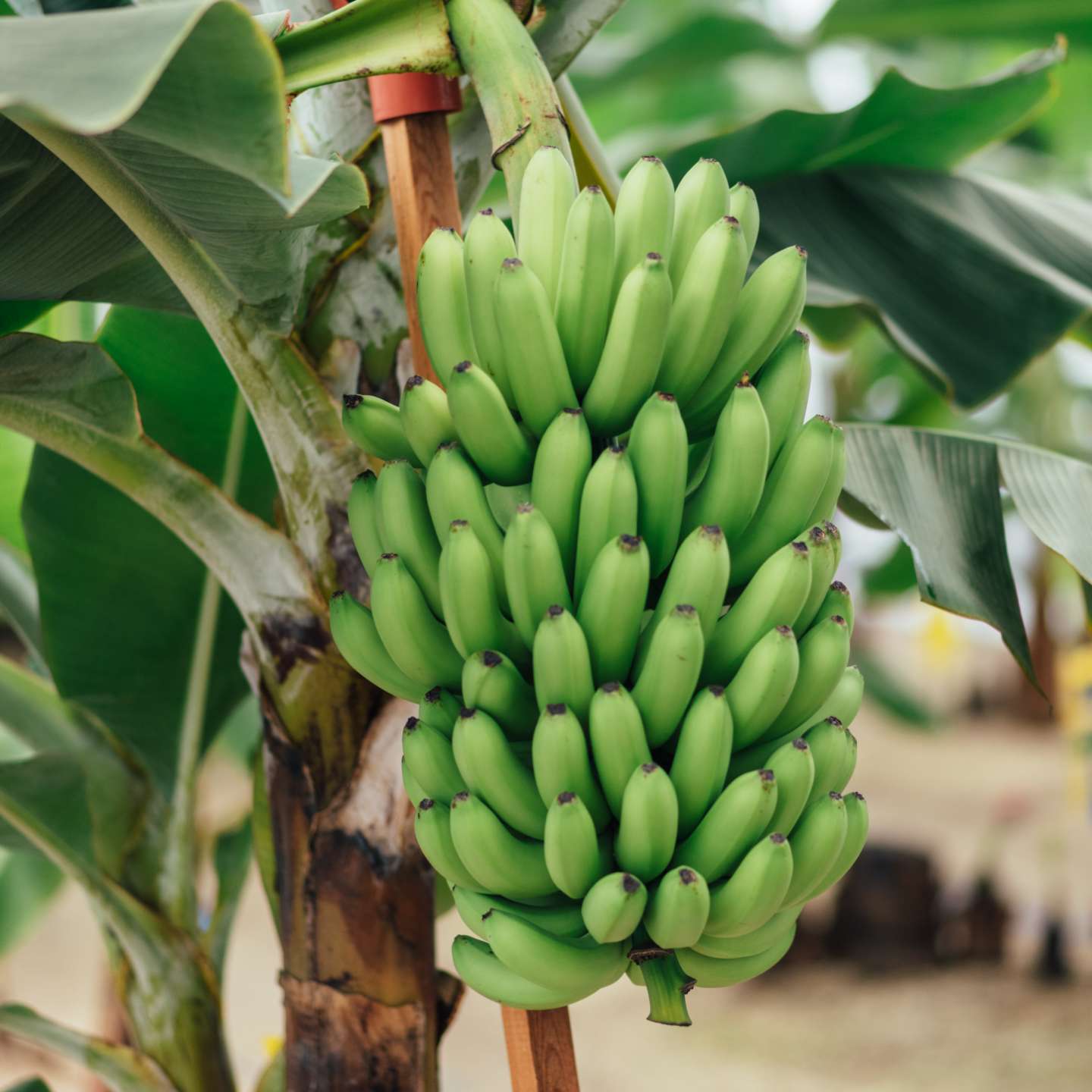 SHIMODA FARM シモダファーム