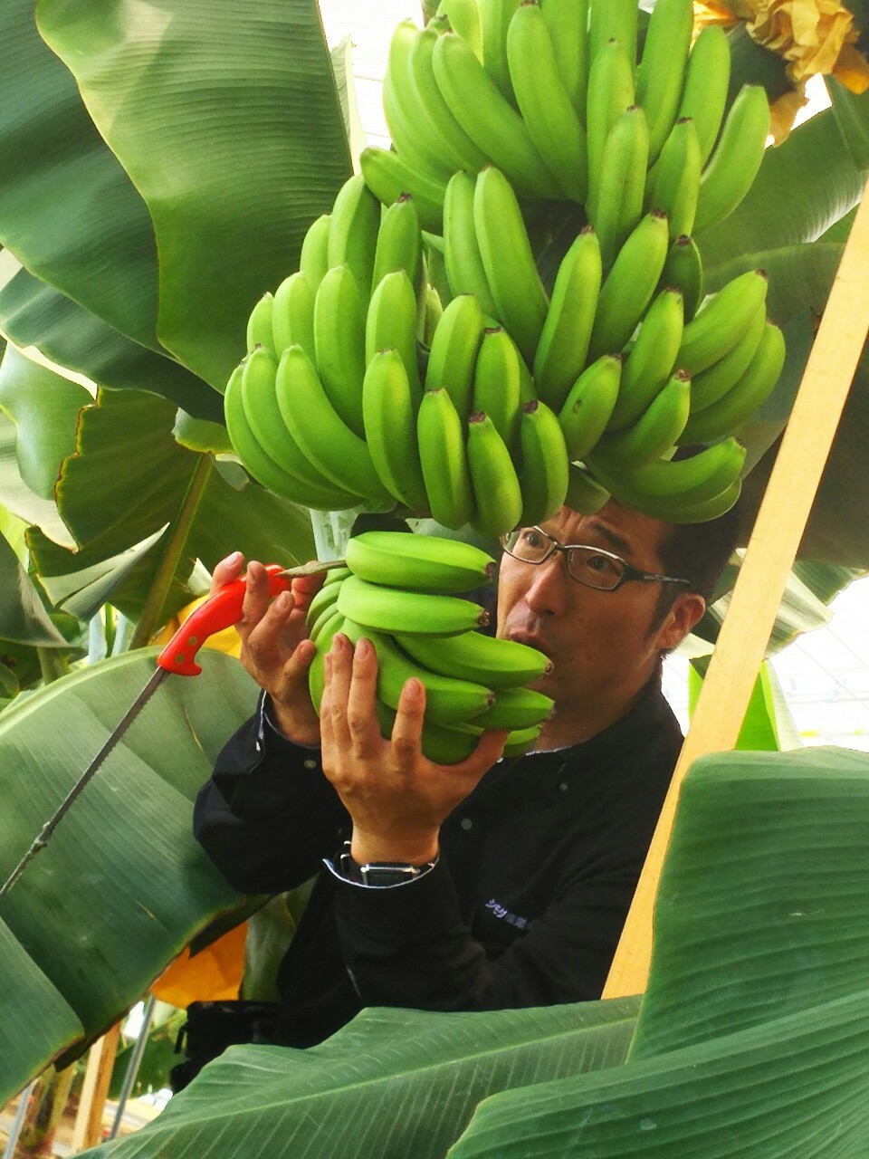 越後バナーナの初収穫が行われました！