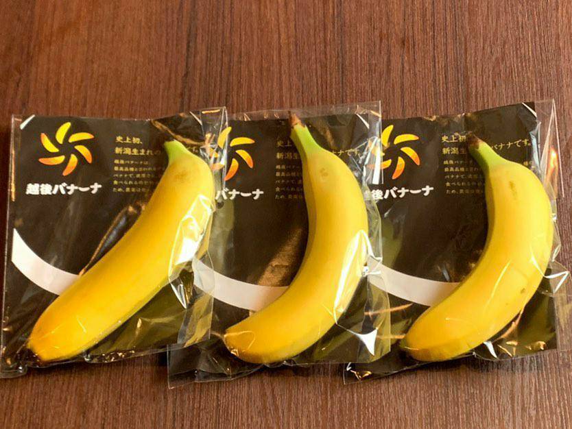 「越後バナーナ」の初出荷が行われました！